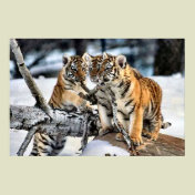 Three Tiger Cubs In Snow Art Gifts
