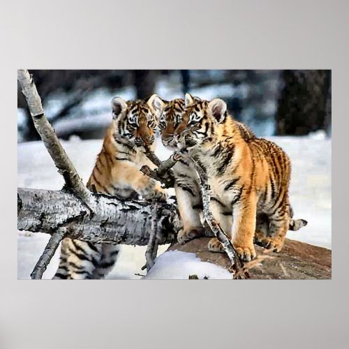 Three Tiger Cubs In Snow Art Gifts print