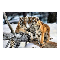 Three Tiger Cubs In Snow Art Gifts posters