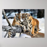 Three Tiger Cubs In Snow Art Gifts Print
