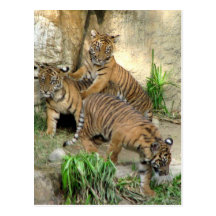 Three Tiger Cubs Post Cards