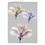 Three Tiger Lillys Cards
