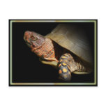 Three-toed Box Turtle Postcard.