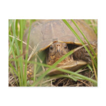 Three Toed Box Turtle postcards