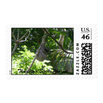 Three-toed Sloth, Panama postage by puravida08 Three-toed Sloth, Panama postage