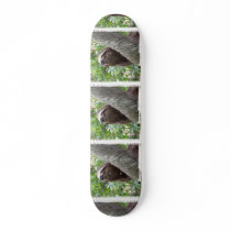 Three Toed  Sloth Skateboard