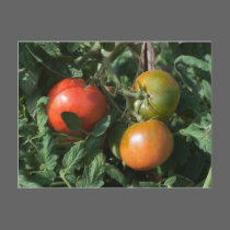 Three Tomatoes postcards