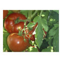 Three tomatoes posters by graphicdoodles Three tomatoes posters