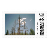 Three Trees- Angeles National Forest postage by quetzal323 Three Trees- Angeles National Forest postage