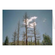 Three trees card by quetzal323 Three trees card
