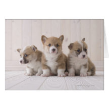Three Welsh Corgi Greeting Card