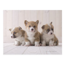 Three Welsh Corgi Postcard