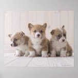 Three Welsh Corgi Print