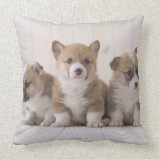 corgi pillow pet