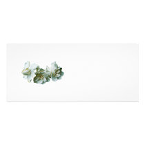 Three White Camellias rack cards