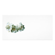 Three White Camellias photo cards