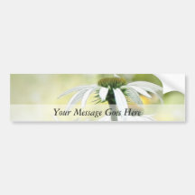 Three White Coneflowers Bumper Stickers