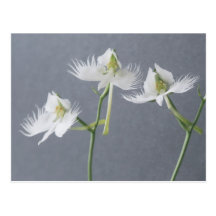 Three White Egret Orchids Postcard
