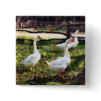 Three White Geese buttons