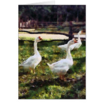 Three White Geese cards