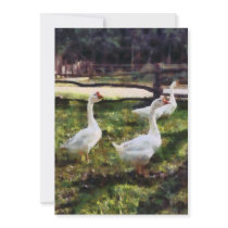 Three White Geese invitations