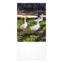 Three White Geese photo cards