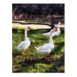 Three White Geese Post Cards
