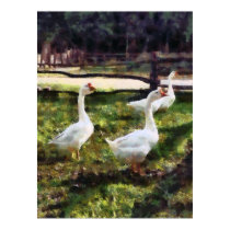 Three White Geese posters