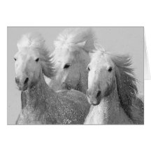 Three White Horses Greeting Card
