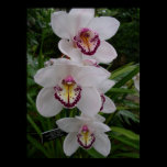 Three White Orchids Print