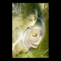 Three White Roses by Gregory Gallo posters