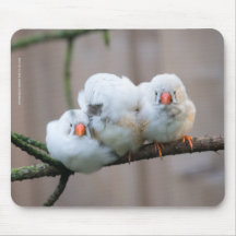 Three White Zebra Finches Mousepad