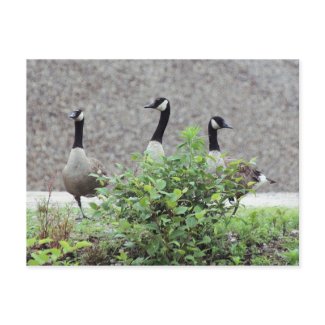 Three Wild Canadian Geese Nature Photo Postcard postcard