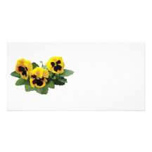 Three Yellow Pansies Photo Card