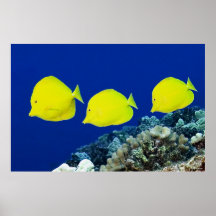 Three Yellow Tangs - Hawaii Posters