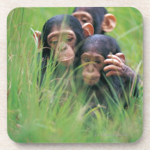 Three young Chimpanzees (Pan troglodytes) in Coasters