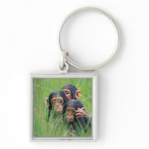 Three young Chimpanzees (Pan troglodytes) in Keychains