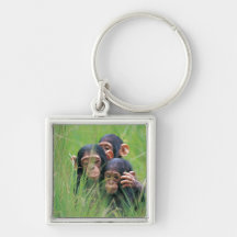 Three young Chimpanzees (Pan troglodytes) in Keychains