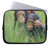 Three young Chimpanzees (Pan troglodytes) in Computer Sleeves