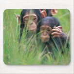 Three young Chimpanzees (Pan troglodytes) in Mouse Pad