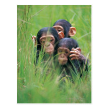 Three young Chimpanzees (Pan troglodytes) in Post Cards