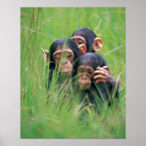 Three young Chimpanzees (Pan troglodytes) in Posters