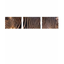THREE ZEBRA T-Shirt