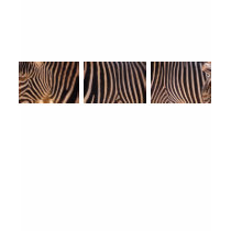 THREE ZEBRA T-Shirt by pulsDesign THREE ZEBRA T-Shirt