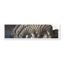 Three zebras bumper stickers