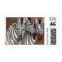 Three Zebras postage by klocke Three Zebras postage