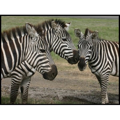 Three Zebras Visiting stamp