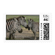 Three Zebras Visiting Postage Stamps