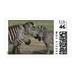 Three Zebras Visiting Postage Stamps