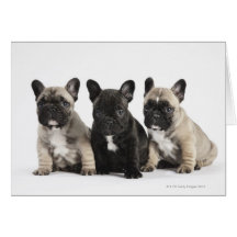 Threee Pedigree Puppies Greeting Card